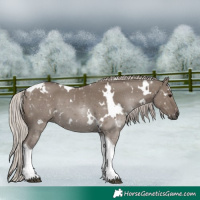 Horse Color:White Spotted Silver Grullo Tobiano 