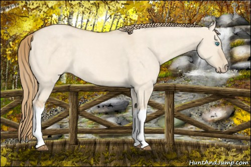 Horse Color:Perlino Dun 