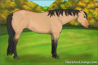 Horse Color:Bay Dun