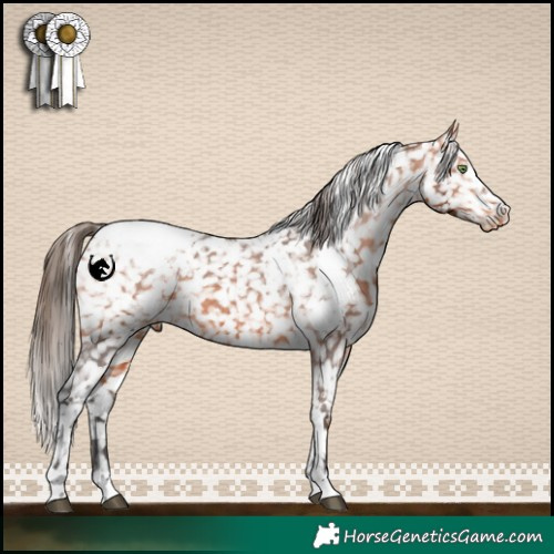 Horse Color:White Spotted Bay Appaloosa 