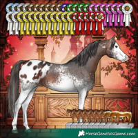 Horse Color:White Spotted Bay Appaloosa 
