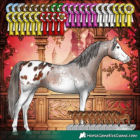 Horse Color:White Spotted Bay Appaloosa 