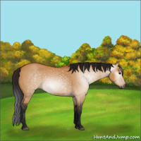 Horse Color:Gray Bay Dun