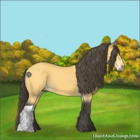Horse Color:Buckskin 