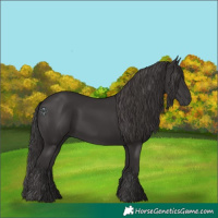 Horse Color:Smoky Black 