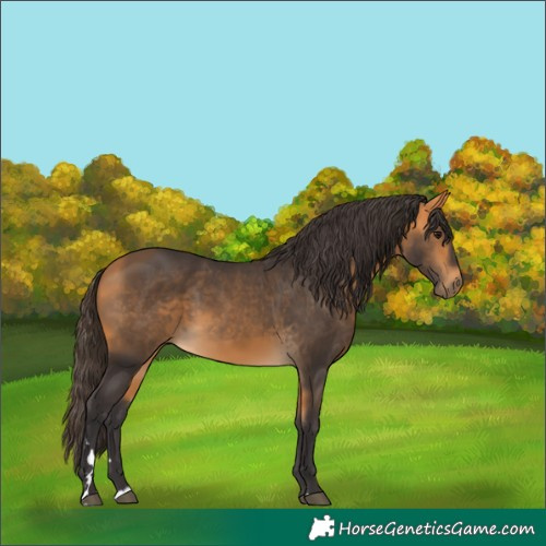 Horse Color:Buckskin 