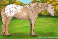 Horse Color:Chestnut Appaloosa