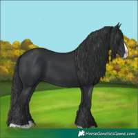 Horse Color:Black Splash Frame 