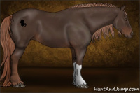 Horse Color:Liver Chestnut 