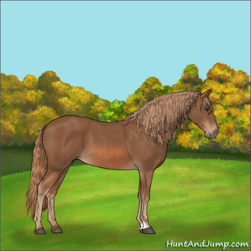 Horse Color:Chestnut 