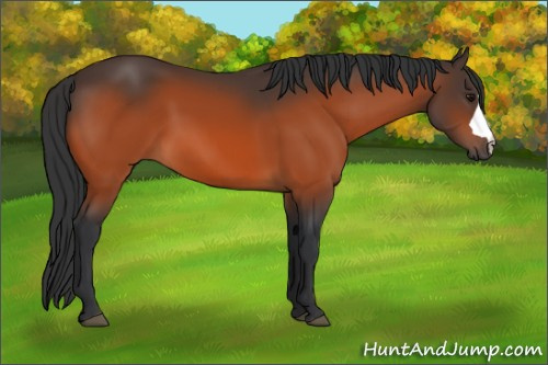Horse Color:Bay 