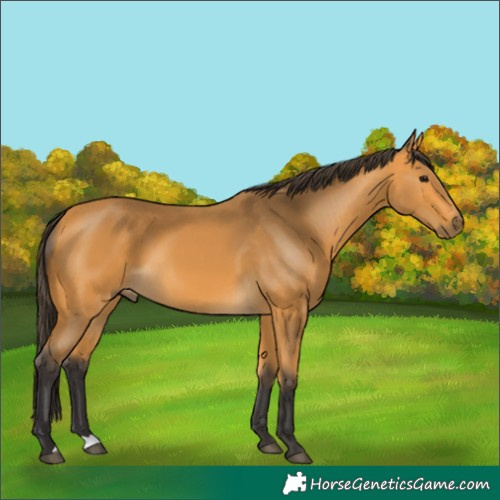 Horse Color:Buckskin 