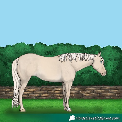 Horse Color:Cremello Dun 