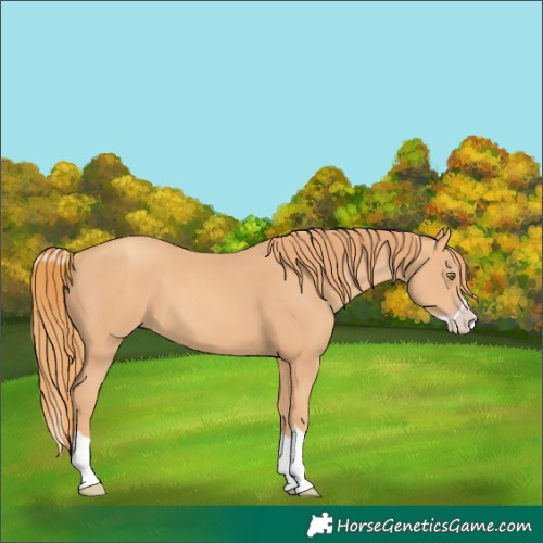 Horse Color:Gold Champagne Splash