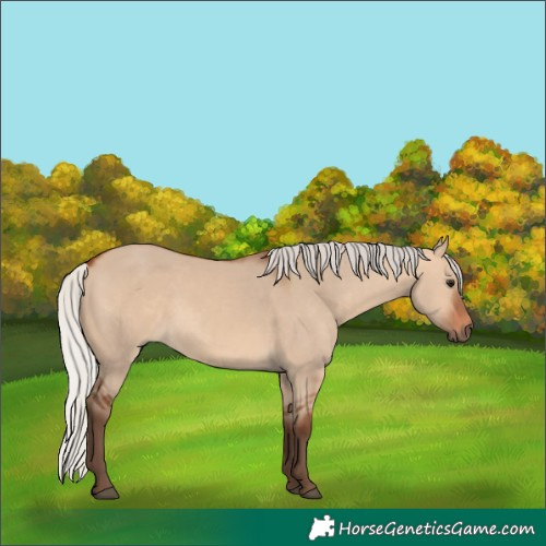 Horse Color:Silver Bay Dun 