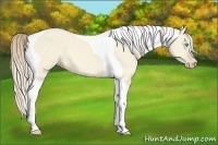 Horse Color:Perlino Dun Tobiano 