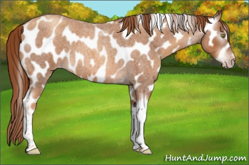 Horse Color:Gray Gold Champagne Roan Tobiano Frame Appaloosa