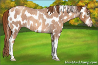 Horse Color:Gray Gold Champagne Roan Tobiano Frame Appaloosa 
