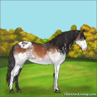 Horse Color:White Spotted Bay Appaloosa 