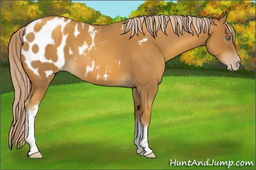 Horse Color:Gray Gold Cream Champagne Roan Tobiano Frame Appaloosa 