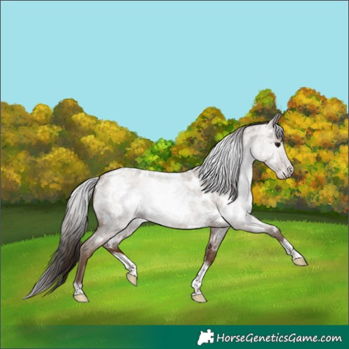 Horse Color:Gray Classic Champagne Roan Tobiano Frame Appaloosa