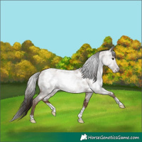 Horse Color:Gray Classic Champagne Roan Tobiano Frame Appaloosa 