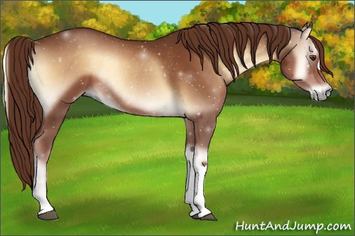 Horse Color:Red Onyx Rabicano 