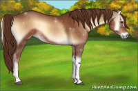 Horse Color:Red Onyx Rabicano 