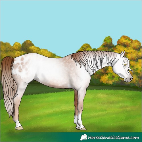 Horse Color:Gray Gold Champagne Roan Tobiano Frame Appaloosa 