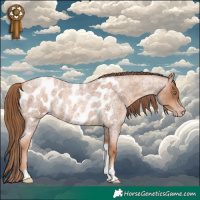 Horse Color:Gray Gold Champagne Roan Tobiano Frame Appaloosa