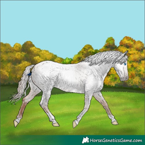 Horse Color:Gray Gold Champagne Roan Tobiano Frame Appaloosa 