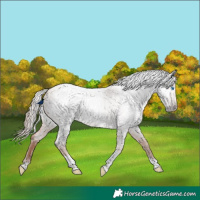 Horse Color:Gray Gold Champagne Roan Tobiano Frame Appaloosa 