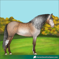 Horse Color:Gray Amber Champagne Sabino