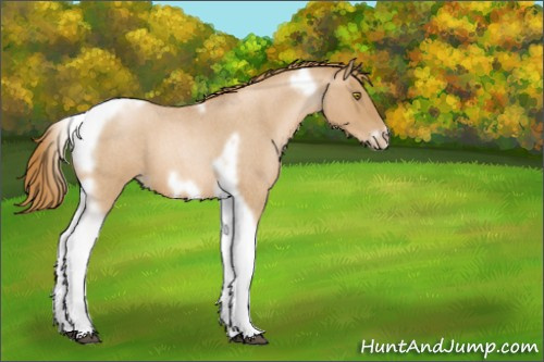 Horse Color:Red Roan Pearl Tobiano Frame 