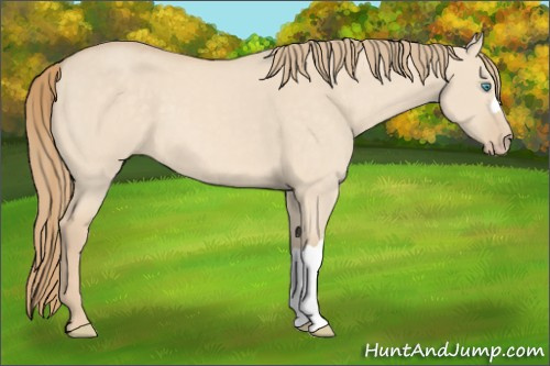Horse Color:Perlino Dun 