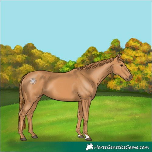 Horse Color:Chestnut 