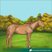 Horse Color:Chestnut 