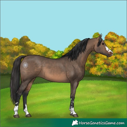 Horse Color:Brown Dun 