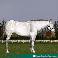 Horse Color:Gray Amber Champagne Roan Tobiano Frame Near Leopard 