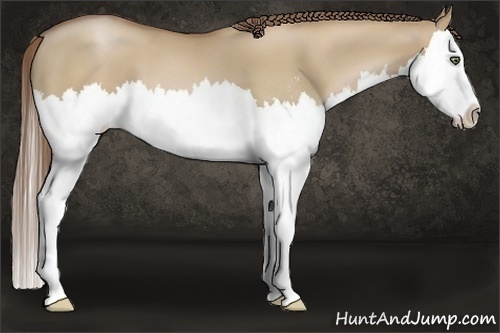Horse Color:Grullo Pearl Sabino Splash 