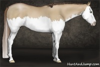Horse Color:Grullo Pearl Sabino Splash