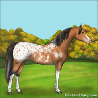 Horse Color:Bay Splash Tobiano Appaloosa and Bay Splash Tobiano Appaloosa