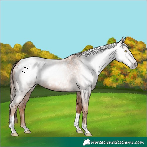 Horse Color:Gray Gold Champagne Roan Tobiano Frame Appaloosa 
