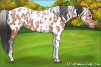 Horse Color:Bay Ice Tobiano Appaloosa 