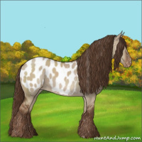 Horse Color:Liver Red Dun Appaloosa Rabicano 