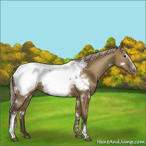 Horse Color:White Spotted Chocolate Palomino Dun Appaloosa Rabicano 