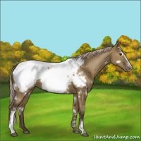 Horse Color:White Spotted Chocolate Palomino Dun Appaloosa Rabicano