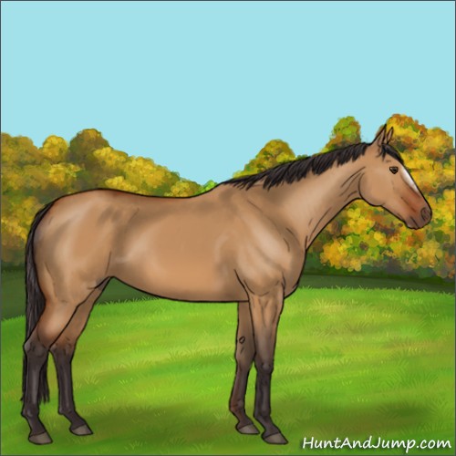 Horse Color:Buckskin Dun Frame Rabicano 