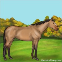 Horse Color:Buckskin Dun Frame Rabicano 