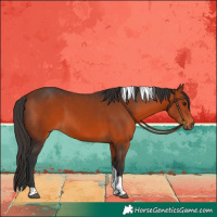 Horse Color:Bay Tobiano 